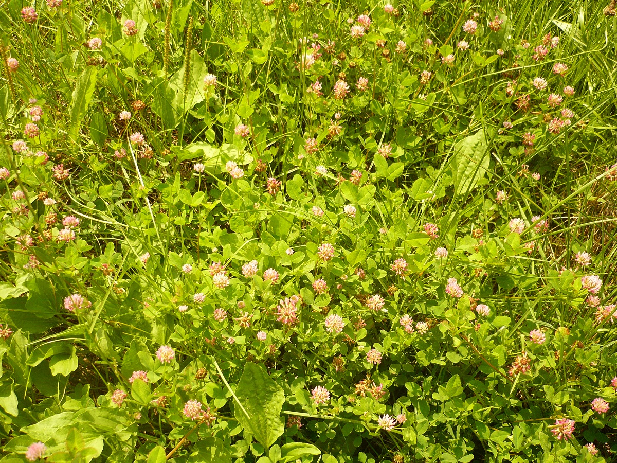 Trifolium hybridum var. elegans (Fabaceae)